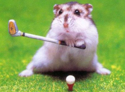 notre rat